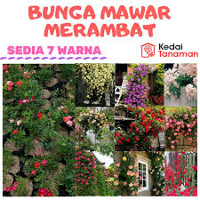 Harga Tanaman Rambat Terbaik Taman Perlengkapan Rumah Juli 2021 Shopee Indonesia