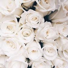 White Roses Roses White Pastel Photography Bouquets Plain Grunge Tumblr Beautifulflow Flowers Photography Wallpaper White Roses Background White Roses