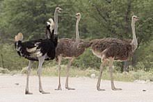 Ostrich racing is a sport where people race each other on the backs of ostriches. Common Ostrich Wikipedia
