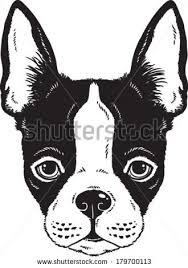 Black And White Boston Terrier Cartoon Boston Vectores En Stock Y Arte Vectorial Vector Sketch Boston Terrier Boston Terrier Dog