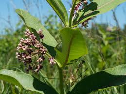 Image result for Sisyranthus imberbis