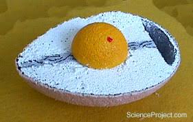 Natural hair treatment treatment egg protein from lebel cosmetics. Parts Of A Hen S Egg Science Projects