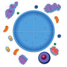 Animal cells and plant cells. Magnetic Animal Cell Model Cells Cell Processes Physiology Science Education Supplies Nasco