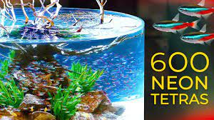 600 Neon Tetras Crazy Schooling Behavior Youtube