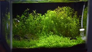 This Is The Lushtank Aquarium Co2 Diffuser In Work No Fertilizer No Ada Aquasoil Nothing But Co2 Injection Get Your Free Di Video Aquarium Aquascape Co2 Aquarium