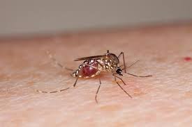 Perfect for naturally repelling those bugs all season long! How To Help Keep The Mosquito Population At Bay During Summertime Chimney And Wildlife