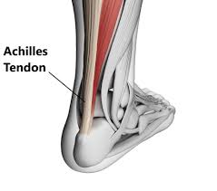 A number of tendons run through the ankle, attaching muscles of the lower leg to the bones of the foot and ankle. Achilles Tendon Injuries My Family Physio