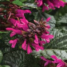Rockin Fuchsia Salvia Hybrid Salvia Plants Salvia Pollinator Garden