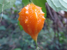 Image result for Momordica pterocarpa