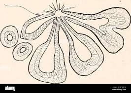 Image result for Isonema