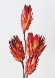 Pack Of 6 Dried Flower Protea Repens In Red Orange Dried Flowers Dried Flower Arrangements How To Preserve Flowers