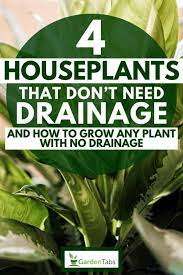 A shallow dish or a saucer beneath your houseplant serves multiple purposes. 4 Houseplants That Don T Need Drainage How To Grow Any Plant With No Drainage Garden Tabs