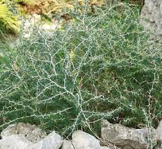 Image result for Asparagus pendulus