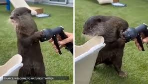 Bubbly fennec fox babies bathing dust bath? Video Of Bathing Otter Goes Viral On Twitter Netizens Share It Across The Internet