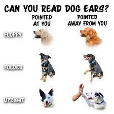 How To Read Your Dog S Body Language In Training Sessions Dogmantics Dog Training