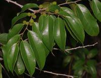 Image result for Chaetocarpus