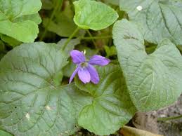Image result for Viola eminii