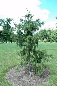 Some also have golden needles, such as picea abies 'aurea magnifica'. Red Tipped Norway Spruce Picea Abies Rubra Spicata In Vancouver Victoria Burnaby Penticton Coquitlam British Columbia Bc At Gardenworks