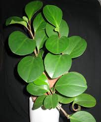 Image result for Peperomia fernandopoiana
