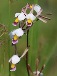 Image result for Eulophia caricifolia