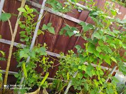 Campakkan je biji2nya di tepi2 pagar dan dia ini kerana warna kacang ini sama dengan daun. Jika Kacang Botor Yang Ditanam Tak Mahu Berbuah Cuma Lebat Daun Kena Ikut Petua Ini Vanilla Kismis