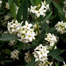 Plantez du seringat (philadelphus), appelé aussi jasmin des poètes dans votre jardin, non loin de votre habitation car cet arbuste vigoureux se couvre d'une belle floraison blanche très odorante chaque printemps. Arbuste A Fleurs Blanches Liste Ooreka