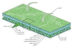 Caranya, ambil enam hingga 10 lembar daun sirsak yang sudah tua tetapi masih hijau, lalu cuci bersih. File Leaf Structure Ar Svg Wikimedia Commons