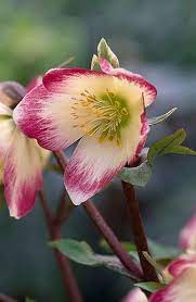 31027 Winter Flowers Planting Flowers Beautiful Flowers