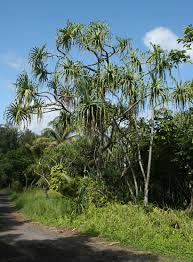 This is the new ebay. Pandanus Tectorius Hala Tahitian Screwpine Pu Hala Screw Pine Textile Screwpine Thatch Screwpine Pandanus Pandan Tourist Pineapple Pineapple Tree Hawaiian Plants And Tropical Flowers