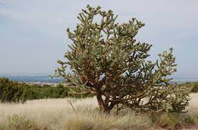 It also claims one of the country longest running film. Cylindropuntia Imbricata Wikipedia
