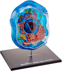 Check spelling or type a new query. Amazon Com Famemaster 4d Science Animal Cell Anatomy Model Coral Black Mint Green Beige Gold Rose Gold Toys Games