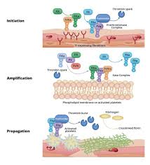 Image result for Anticoagulation Pathway