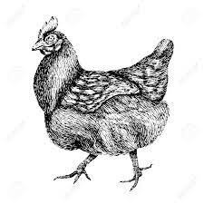 The ayam cemani chicken have you heard of an animal having all black organs before? Chicken Hand Drawn Illustration Of Beautiful Black And White Royalty Free Cliparts Vectors And Stock Illustration Image 91477783