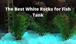 The ideal tank water temperature should be between 56 to 72 degrees fahrenheit and a ph of 5.6 to 6.8. White Rocks For Fish Tank