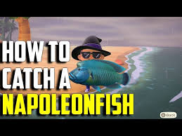 Will host a fishing tourney on your animal crossing: Napoleonfish In Animal Crossing New Horizons How To Catch This Rare Fish In The Game