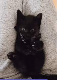 Nah berikut ini ada beberapa gambar kucing lucu yang mungkin bisa membuat anda ketawa sendiri jika melihatnya. Ghost The Cat Discovering He Has Feet Via Nikkiwhtvr Cute Animals Cute Baby Animals Cute Cats And Kittens