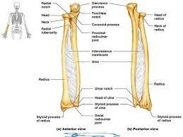 (ii) name the structure labelled a, which attaches muscle to bone. Ulna Diagram Neck Star Quad Cable Circuit Diagram