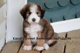 We did not find results for: Bernedoodle Home Bernedoodle Puppy Bernedoodle Breeder Bernedoodle Puppy Bernedoodle Bernedoodle Puppies