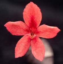 Image result for Ruspolia seticalyx