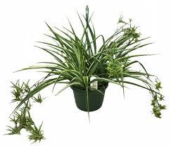 Image result for Chlorophytum sparsiflorum