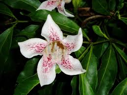 Image result for Rothmannia manganjae