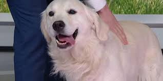 America's most popular dog breeds revealed