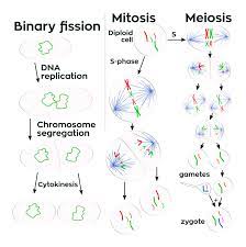 We did not find results for: Cell Division Wikipedia