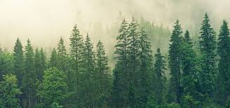 Keep it to the side. Great Conifers For Your Colorado Front Range Property Lam Tree Service