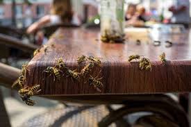 Fa Fred For Fluer Med Monter Og Vandposer Pelargonier Hveps Global Opvarmning