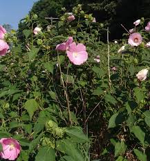 Image result for Hibiscus rhabdotospermus