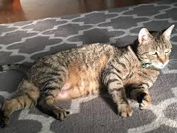 Rabies Confirmed In Pet Cat Michigan County Health Officials Say Mlive Com