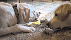 When your dog is vomiting yellow foam or fluid, this is a sign that she is vomiting bile and may not have very much in her stomach. Treatment For Dog Vomiting Yellow Cheap Buy Online