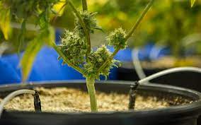 While these aren't the main nutrients plants use for food, they still play very. Using Liquid Fertilizer To Feed Cannabis Plants Leafly