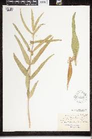 Image result for Sisyranthus imberbis